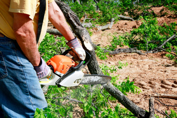 Best Root Management and Removal  in Rock Creek, MN